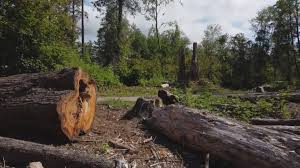 Best Tree Cabling and Bracing  in Seward, AK