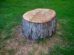 Best Emergency Tree Removal  in Seward, AK