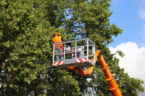 Best Root Management and Removal  in Seward, AK