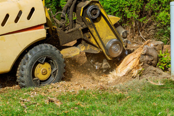 Best Artificial Turf Installation  in Seward, AK
