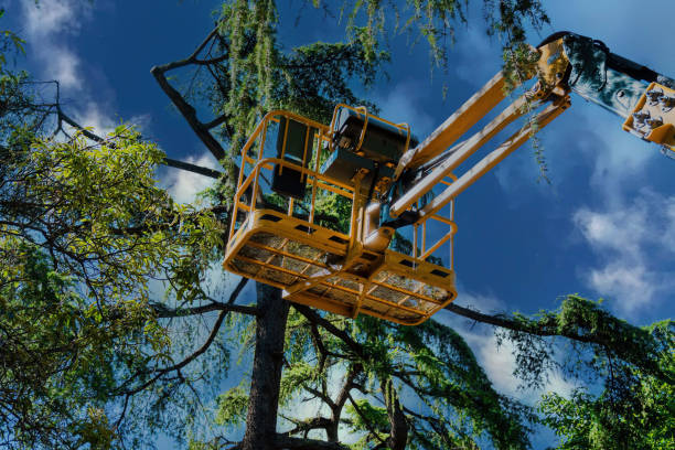 Best Emergency Tree Removal  in Seward, AK