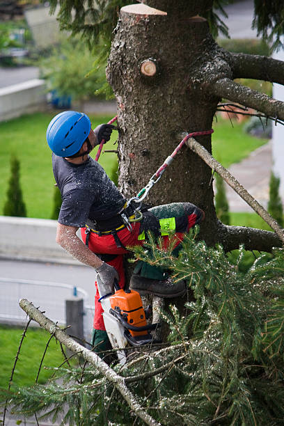 Professional Tree Services in Seward, AK