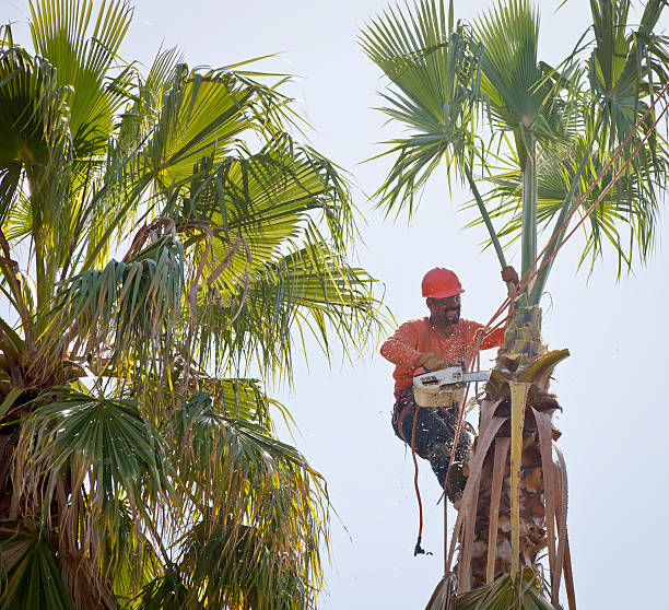 Best Tree Trimming and Pruning  in Seward, AK