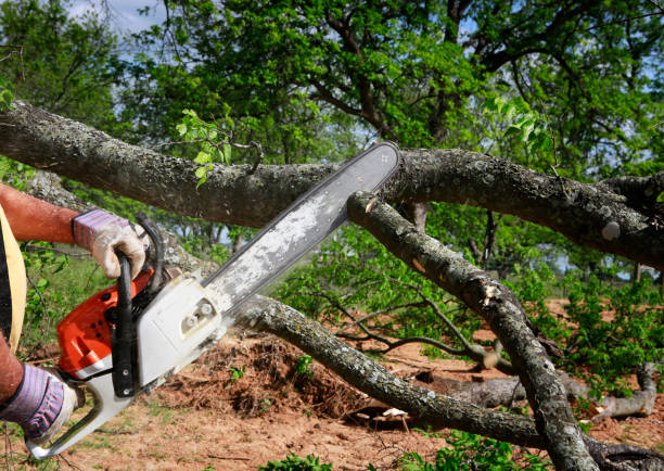 Best Storm Damage Tree Cleanup  in Seward, AK